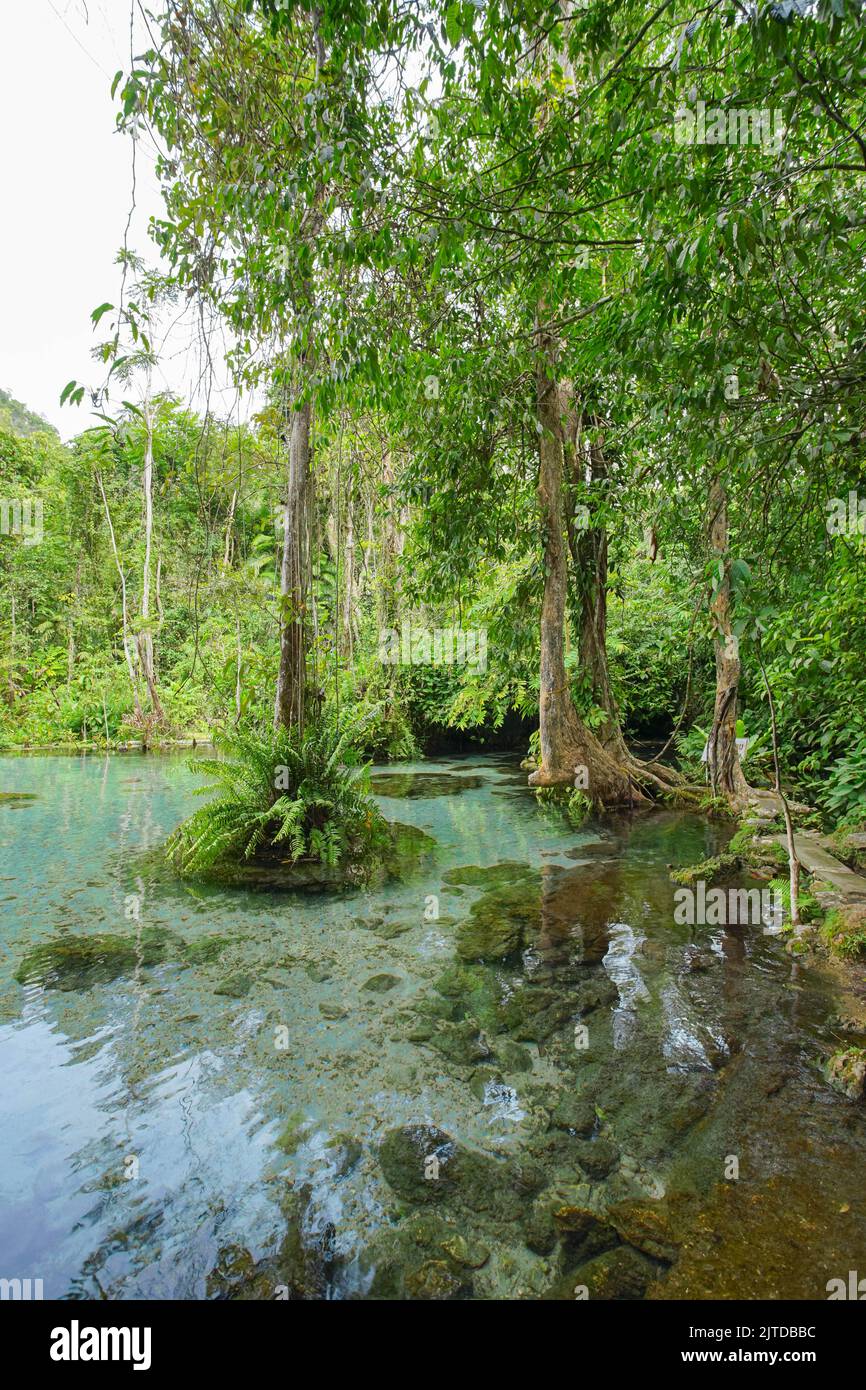Recently popular attraction Ban Nam Rad Watershed Forest at Khiri Rat Nikhom district, Surat Thani province, Thailand. Stock Photo