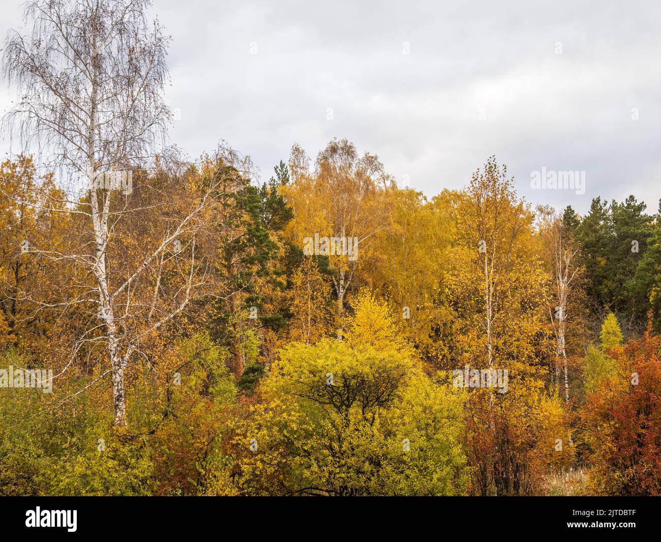 Birch branches with yellow leaves in autumn, in the light of sunset ...