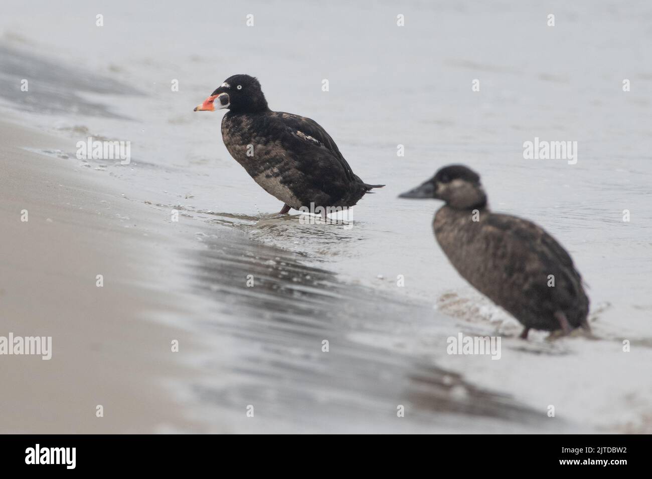 Surf scoter (Melanitta perspicillata) a sea duck from Point Reyes National seashore and the Farallones marine sanctuary in California. Stock Photo