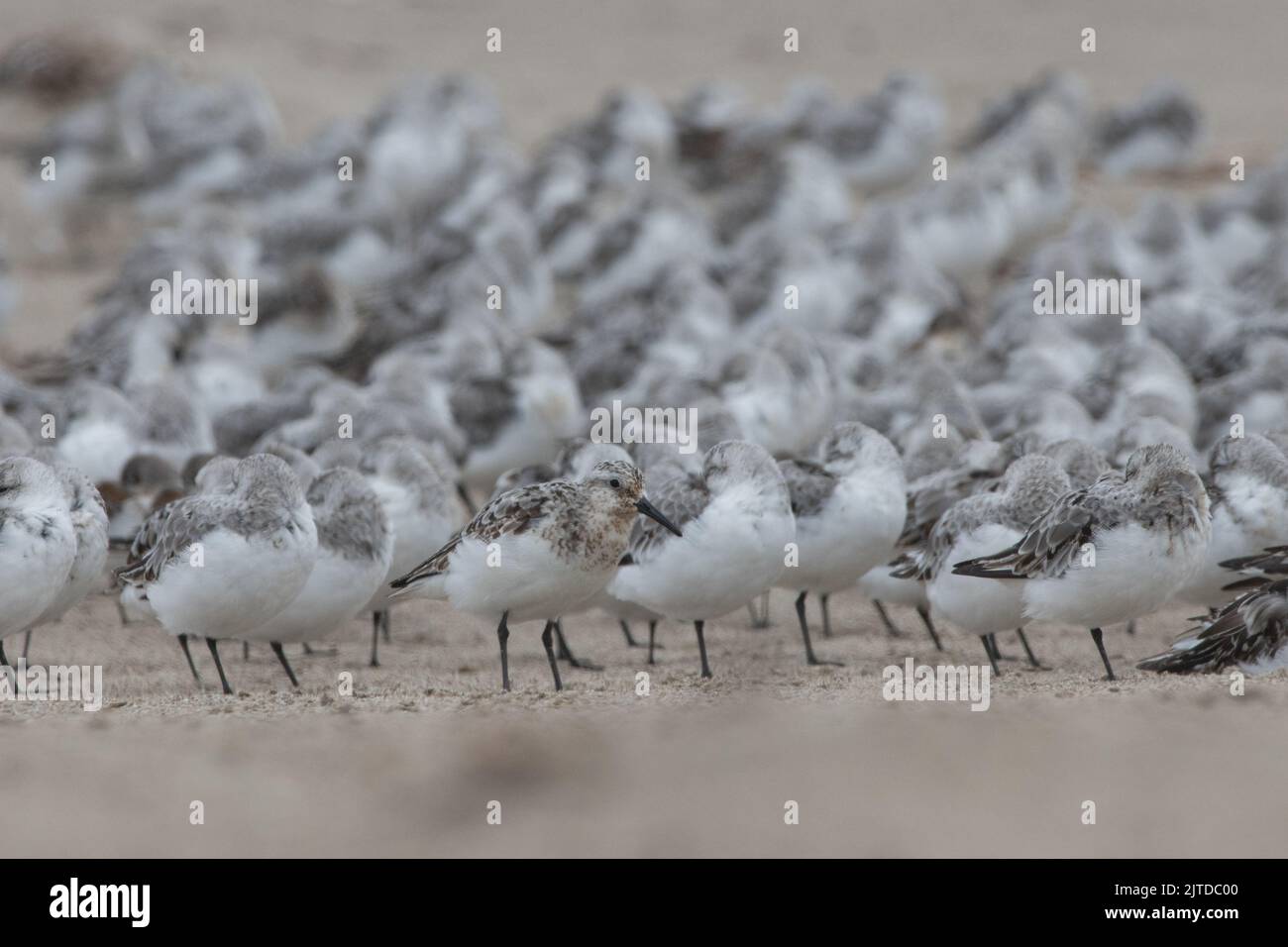 A flock of dunlin (Calidris alpina) on the beach in Point Reyes National seashore in Northern California, USA. Stock Photo