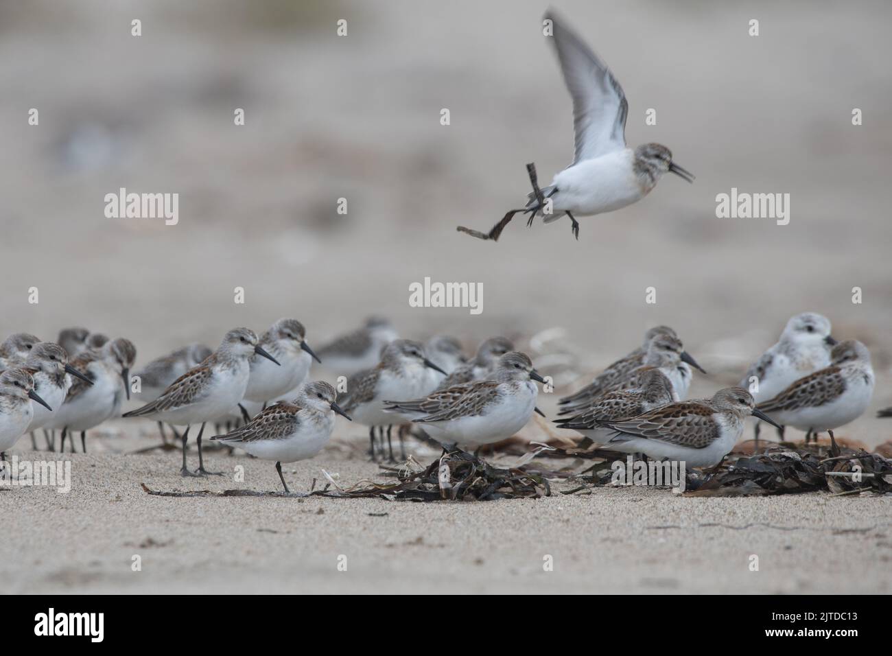 A flock of dunlin (Calidris alpina) on the beach in Point Reyes National seashore in Northern California, USA. Stock Photo