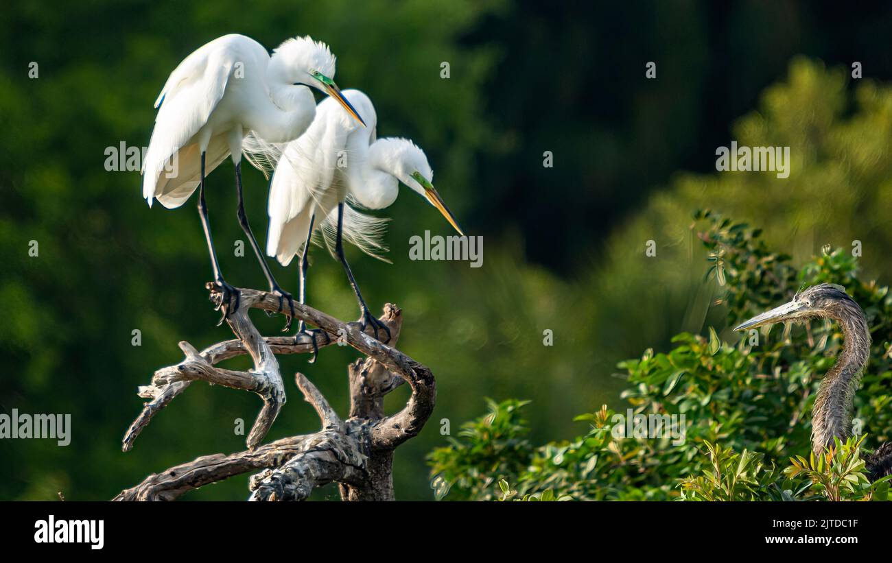An American Egret in breeding plummage at the Audobon Rookery in Venice, Florida, USA. Stock Photo