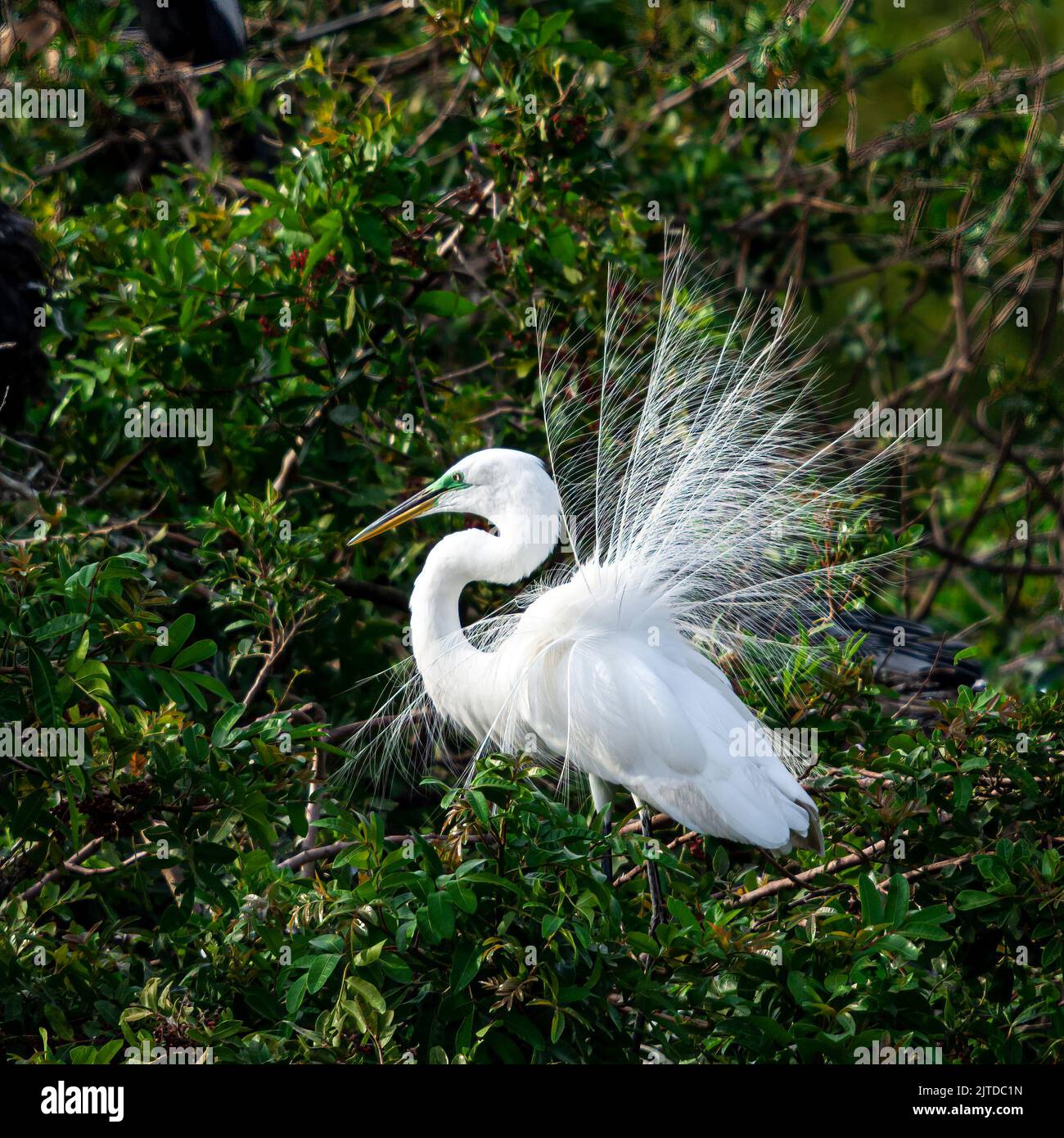 An American Egret in breeding plummage at the Audobon Rookery in Venice, Florida, USA. Stock Photo