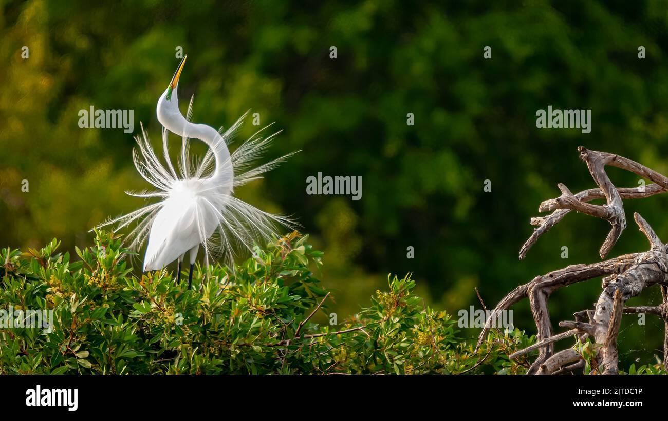 An American Egret in breeding plummage slypointing at the Audobon Rookery in Venice, Florida, USA. Stock Photo