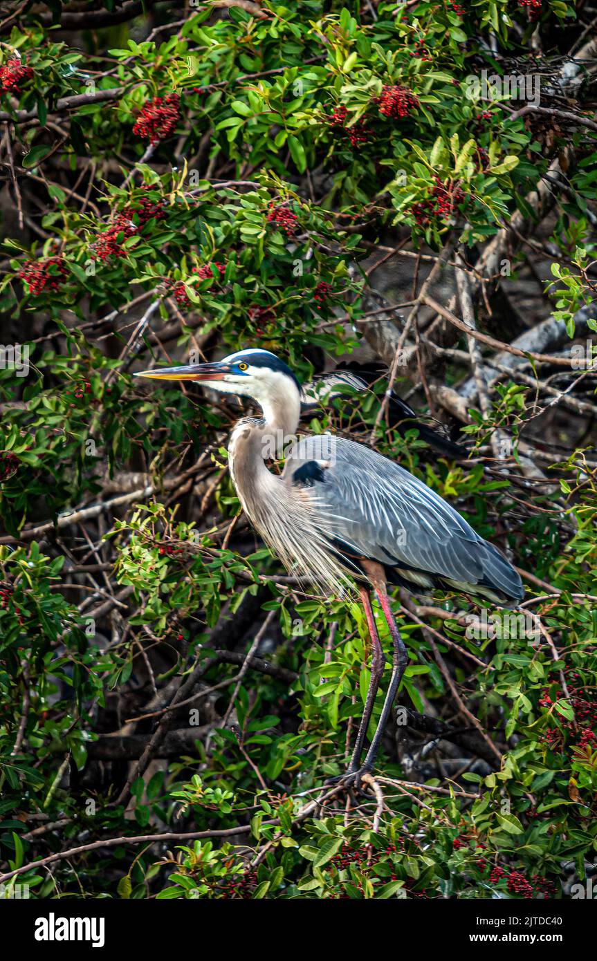 A Great Blue Heron portrait at the Audobon Rookery in Venice, Florida, USA. Stock Photo