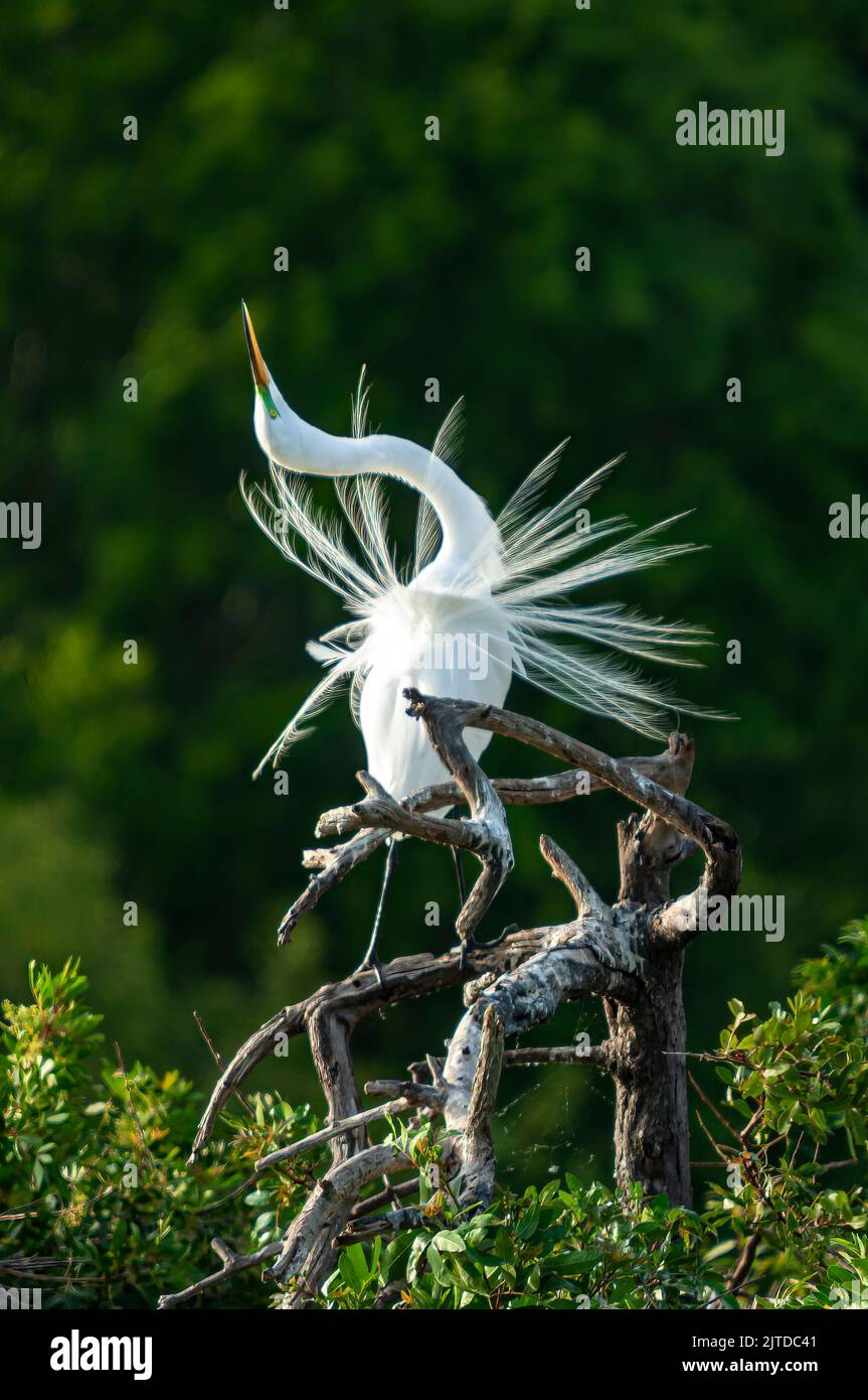 An American Egret in breeding plummage slypointing at the Audobon Rookery in Venice, Florida, USA. Stock Photo