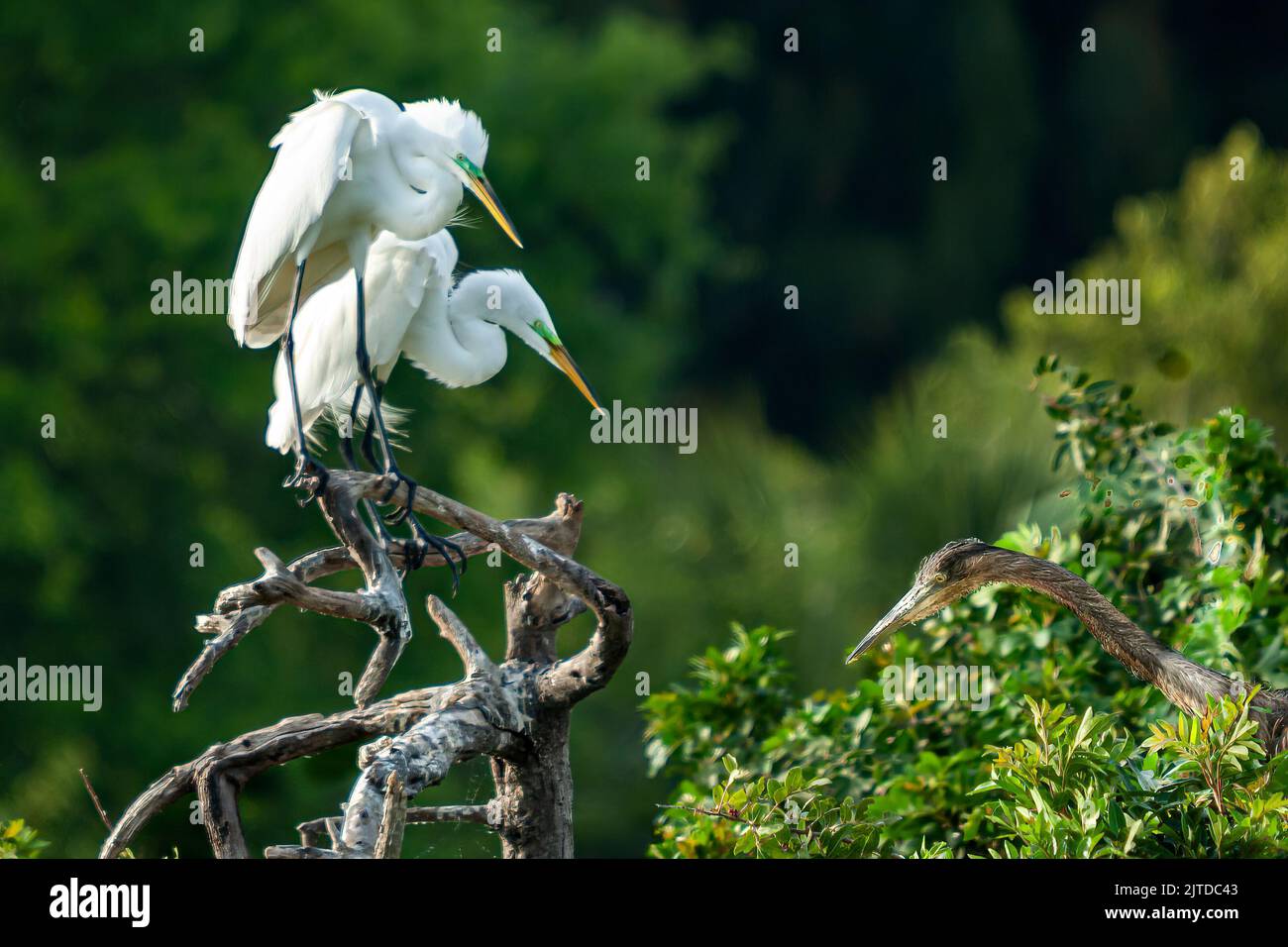 An American Egret in breeding plumage at the Audubon Rookery in Venice, Florida, USA. Stock Photo