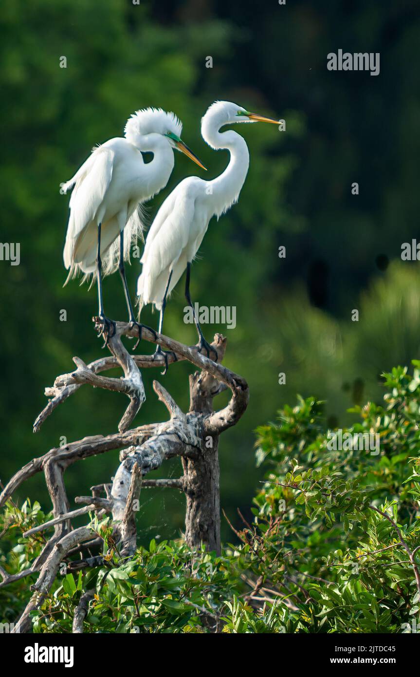 An American Egret in breeding plummage at the Audobon Rookery in Venice, Florida, USA. Stock Photo