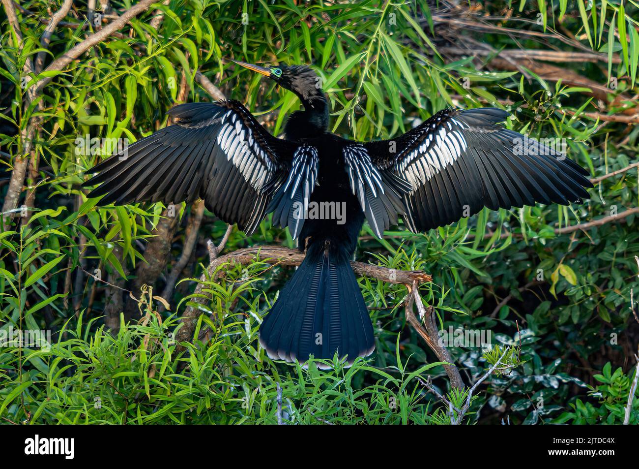 The Anhinga drying its wings at the Audubon Rookery in Venice, Florida, USA. Stock Photo