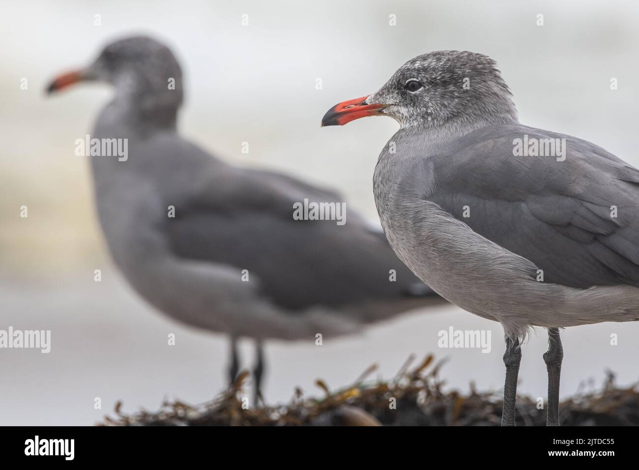 A pair of Heerman's gull (Larus heermanni) on the beach in Point Reyes National seashore, a bird species endemic to the West Coast of North America. Stock Photo
