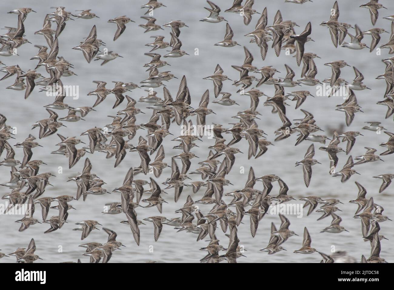 A flock of least sandpipers (Calidris minutilla) in flight in Point Reyes National seashore in California, the birds are flocking in large groups. Stock Photo