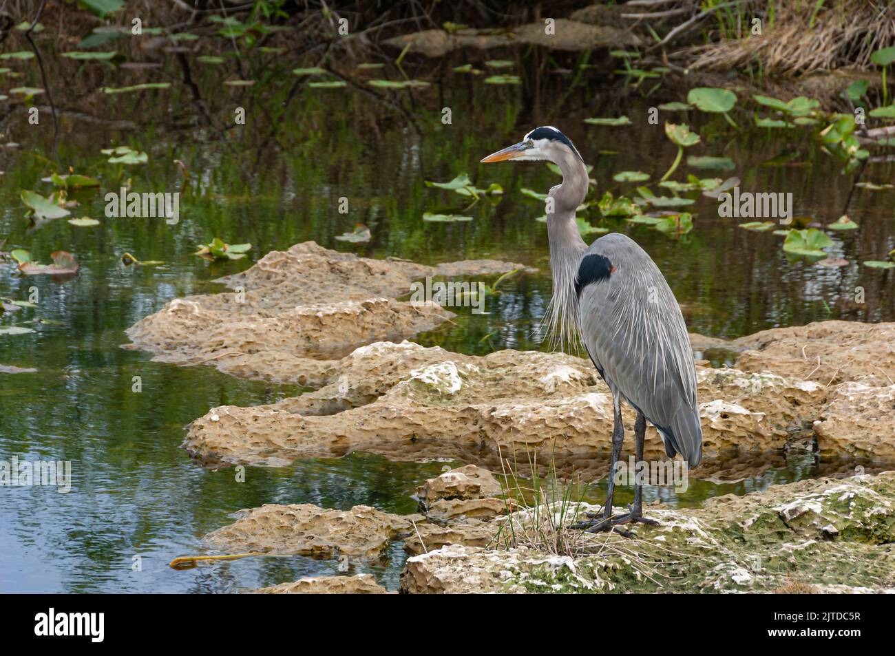A Great Blue Heron along the Anhinga Trail in the Everglades National Park, Florida, USA. Stock Photo