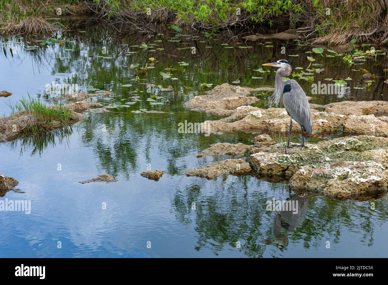 A Great Blue Heron along the Anhinga Trail in the Everglades National Park, Florida, USA. Stock Photo