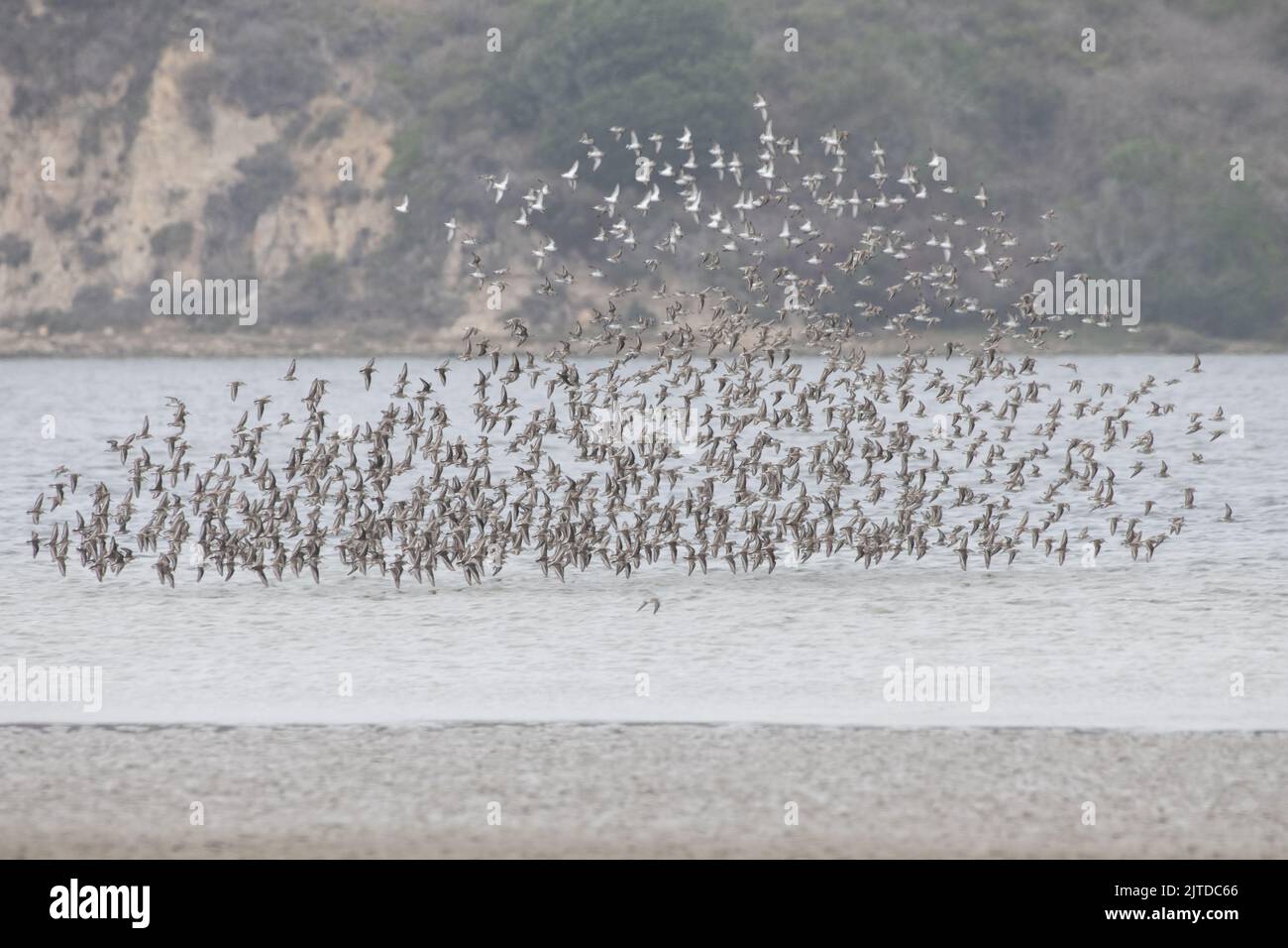 A flock of least sandpipers (Calidris minutilla) in flight in Point Reyes National seashore in California, the birds are flocking in large groups. Stock Photo