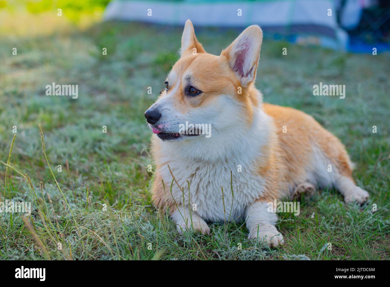 dog royal lies on the grass Stock Photo Alamy