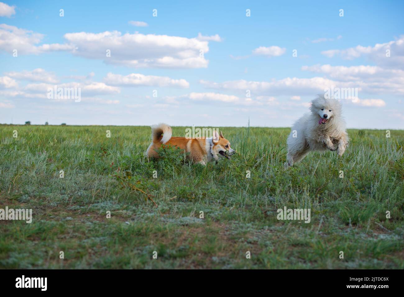 Dogs on grass bank hi-res stock photography and images - Alamy