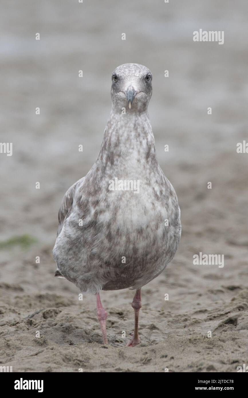 A juvenile western gull (Larus occidentalis) on a beach in Point Reyes National seashore, California. Stock Photo