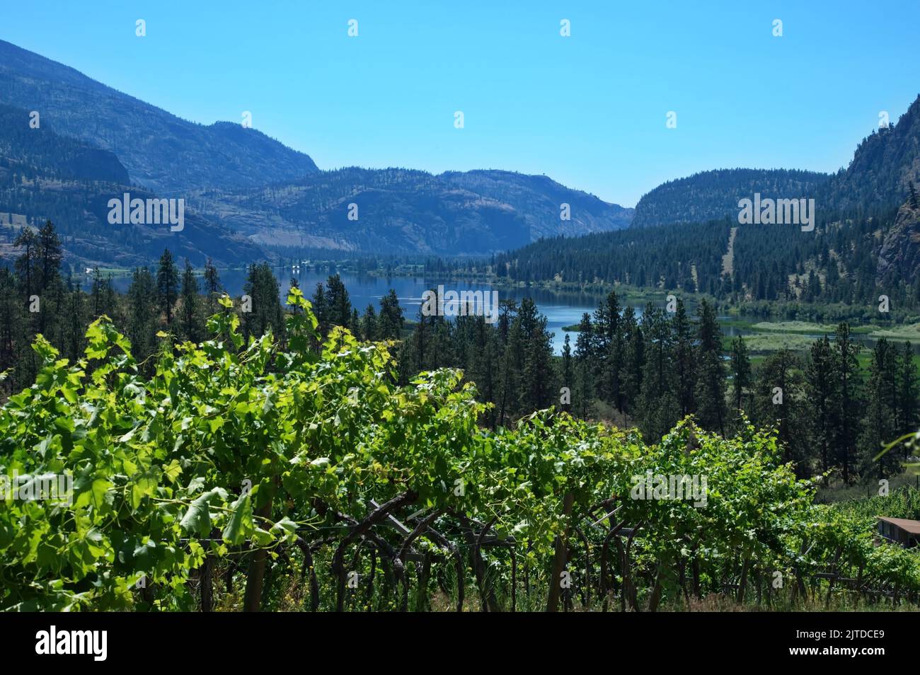 Scenic view of the mountain lake with vineyard in front Stock Photo