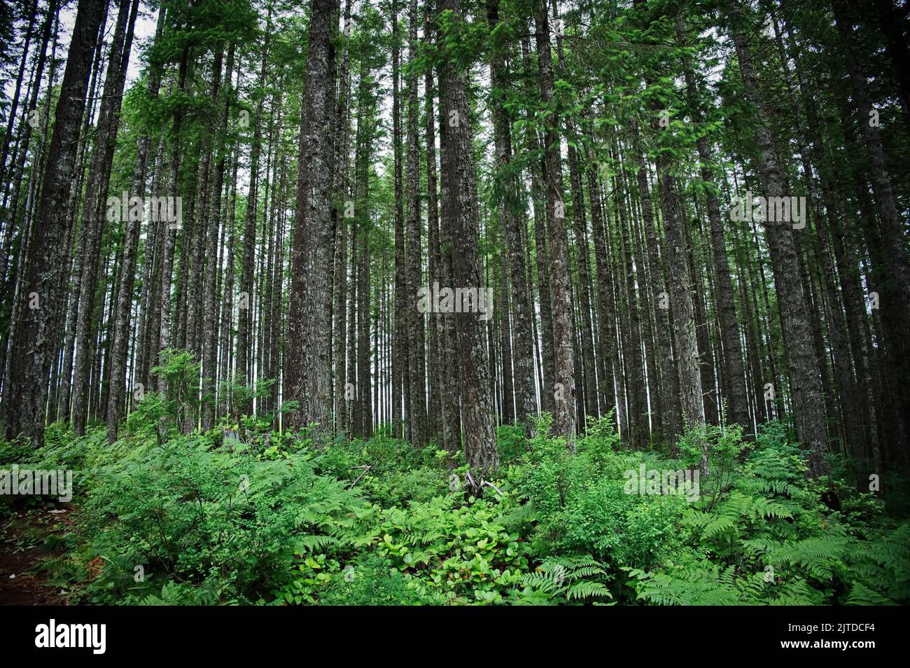 Beautiful forest with tall trees Stock Photo