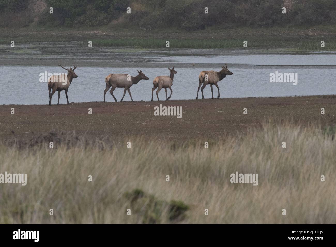 A herd of tule elk (Cervus canadensis nannodes) in a coastal marsh in Point Reyes National seashore, California Stock Photo
