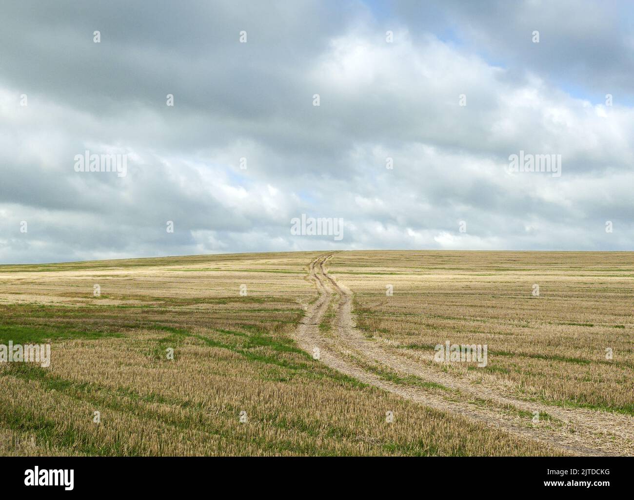 crop field of mown wheat at sunny autumn day on cloudy sky background Stock Photo