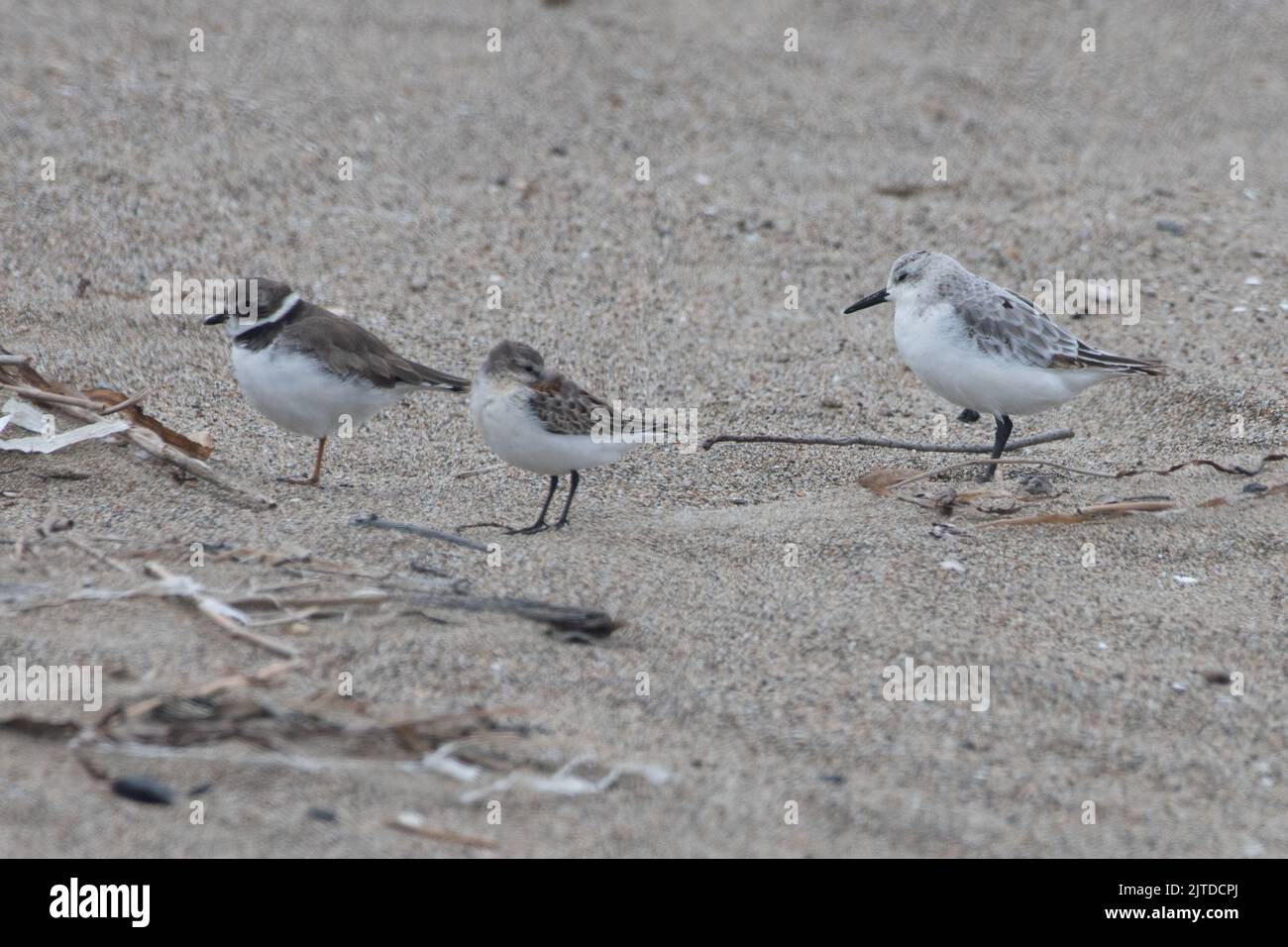 3 different species of shorebird - semipalmated plover (Charadrius semipalmatus), sanderling (Calidris alba), least sandpiper (Calidris minutilla). Stock Photo