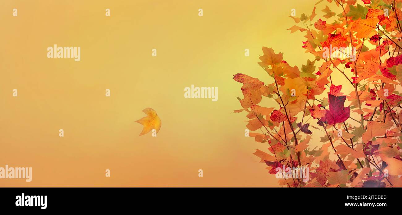 orange autumnal background with foliage of maple tree and one leaf falling Stock Photo