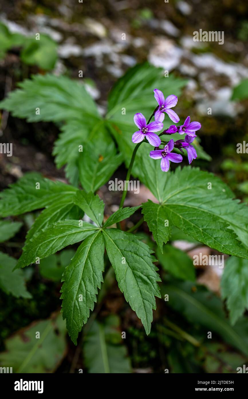 Cardamine pentaphyllos flower growing in meadow, close up Stock Photo