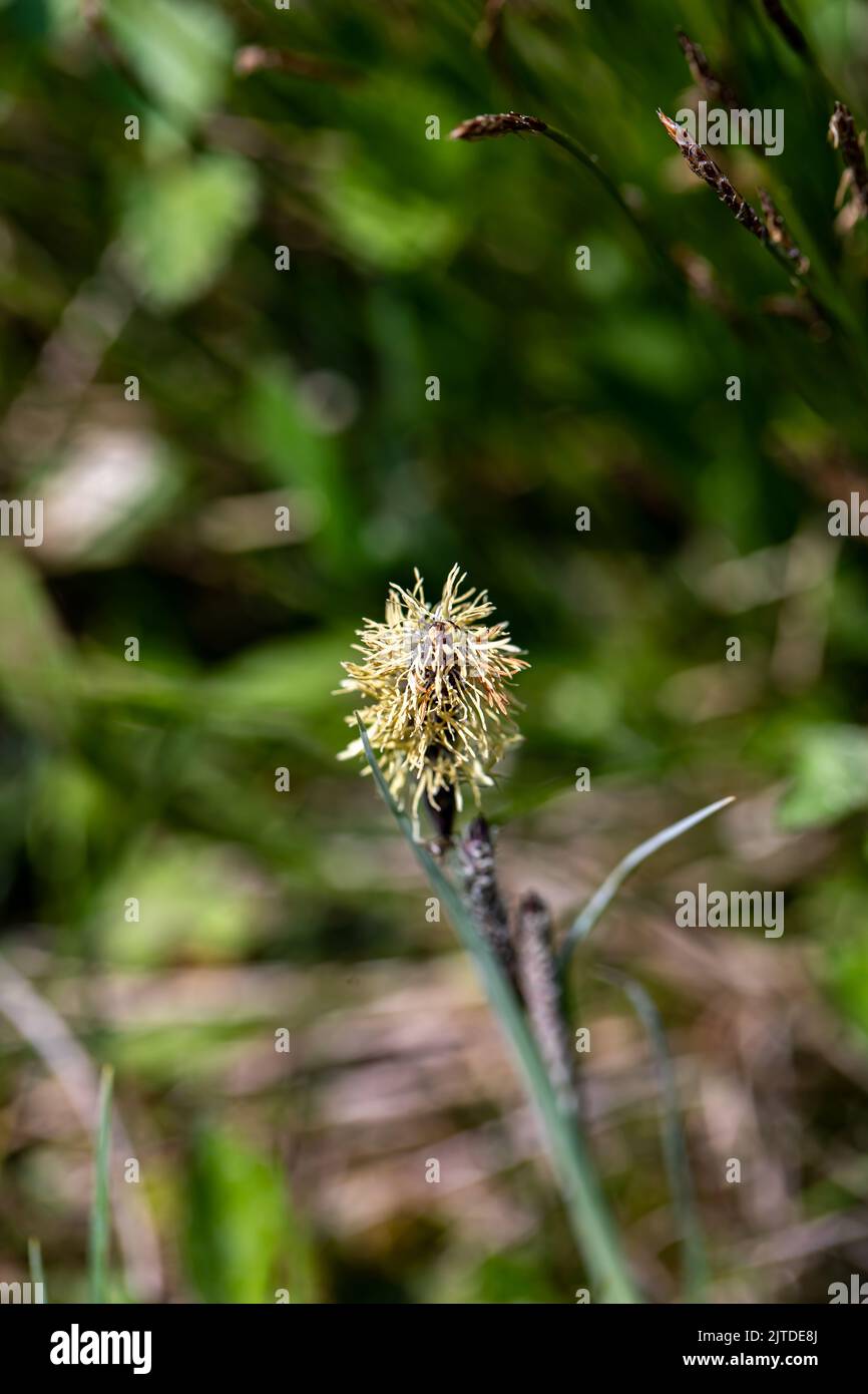 Carex caryophyllea flower growing in meadow, close up Stock Photo