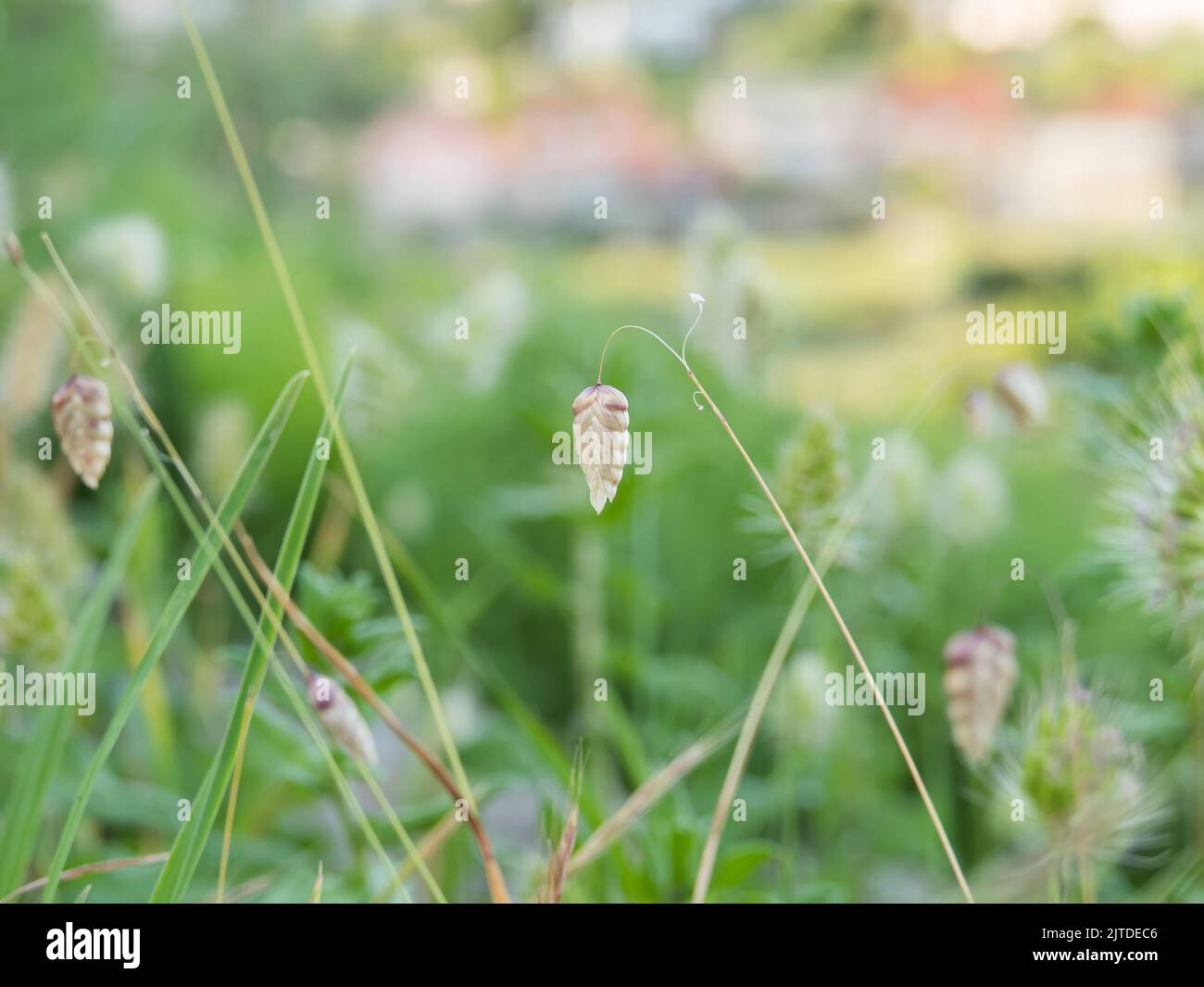 briza maxima blooming in meadow in summer with sunlight outdoors Stock Photo