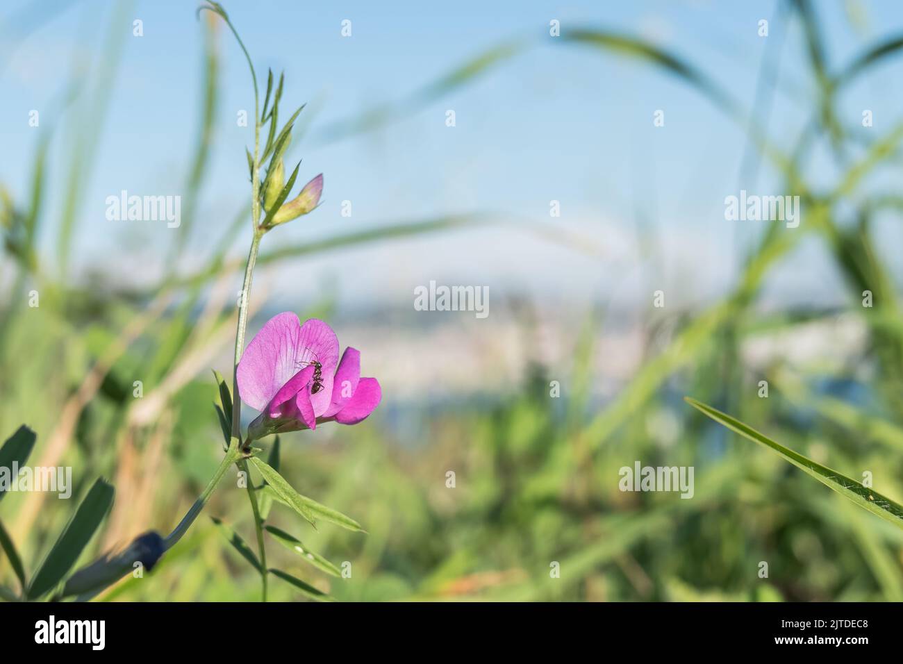 vicia sativa pink flower with an ant in the meadow blooming in summer outdoors Stock Photo