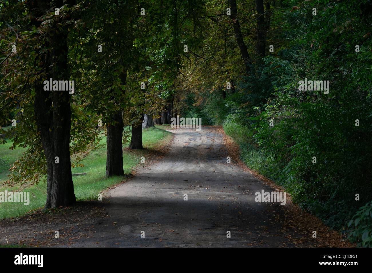unpaved track lined by huge trees Stock Photo