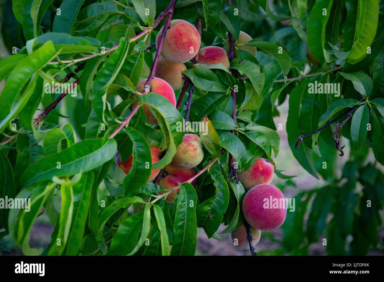 Peaches growing on the tree Stock Photo Alamy