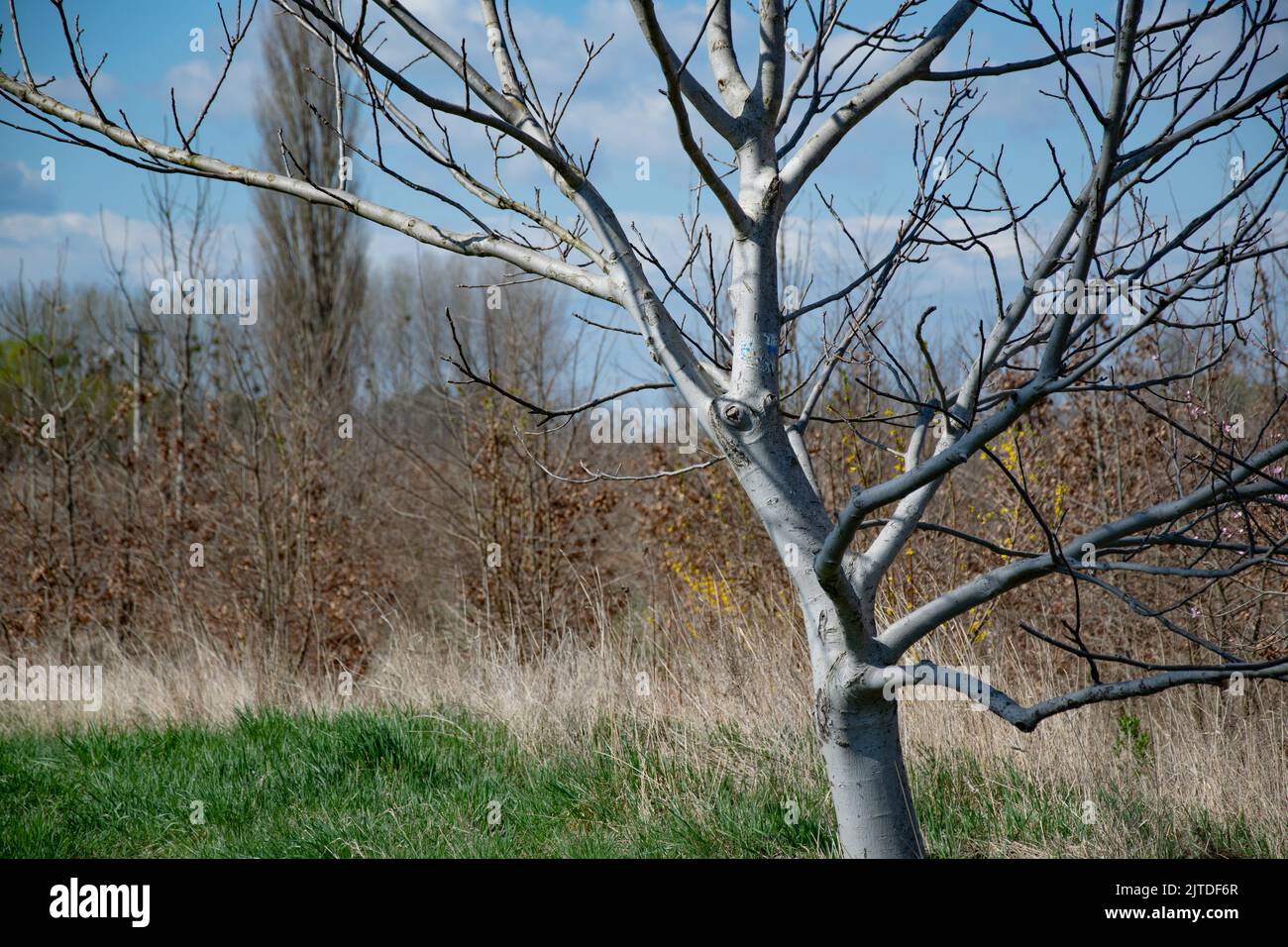 tree with silver grey bark Stock Photo Alamy