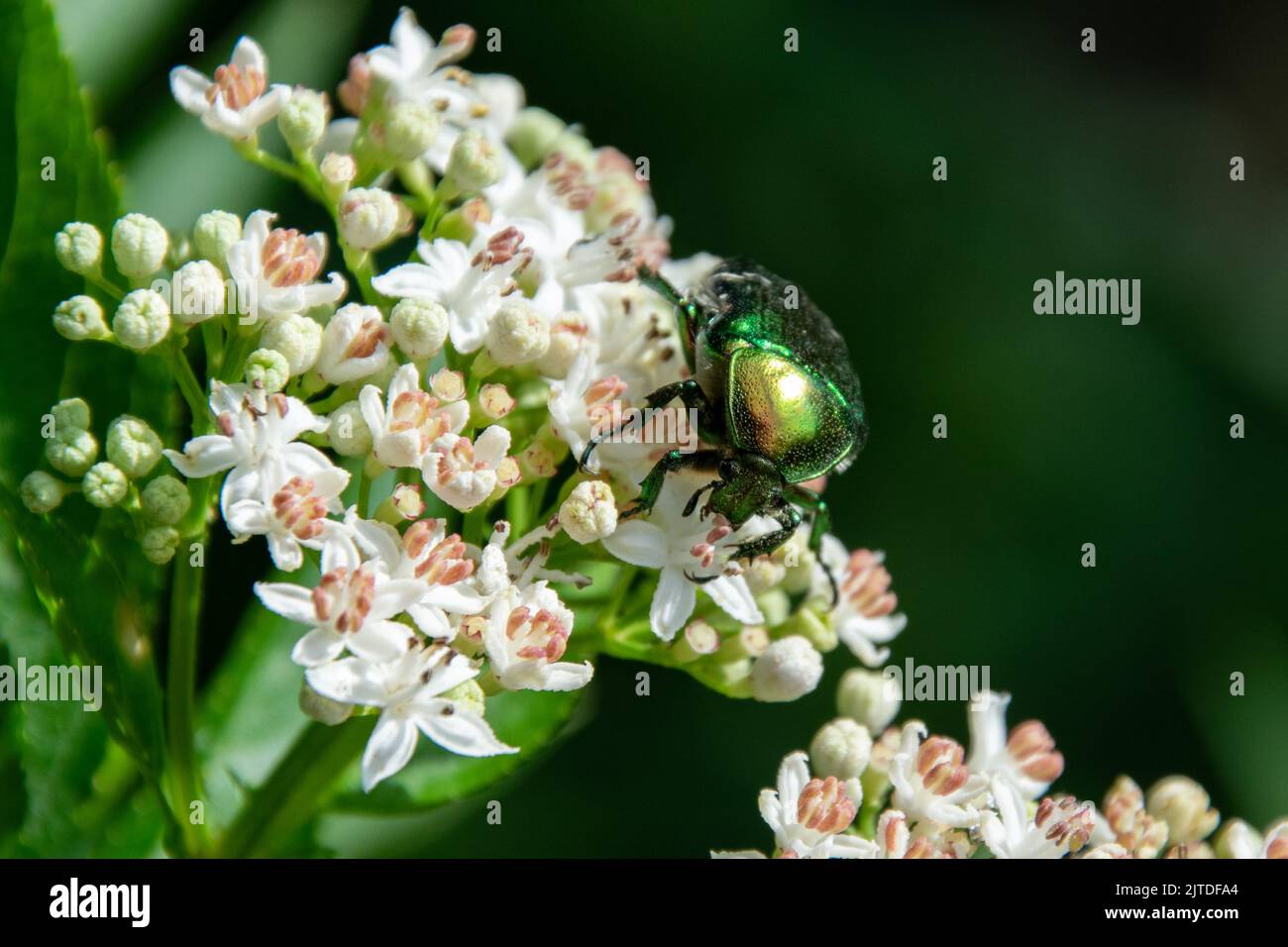 colorful beetle sitting on white wildflowers Stock Photo