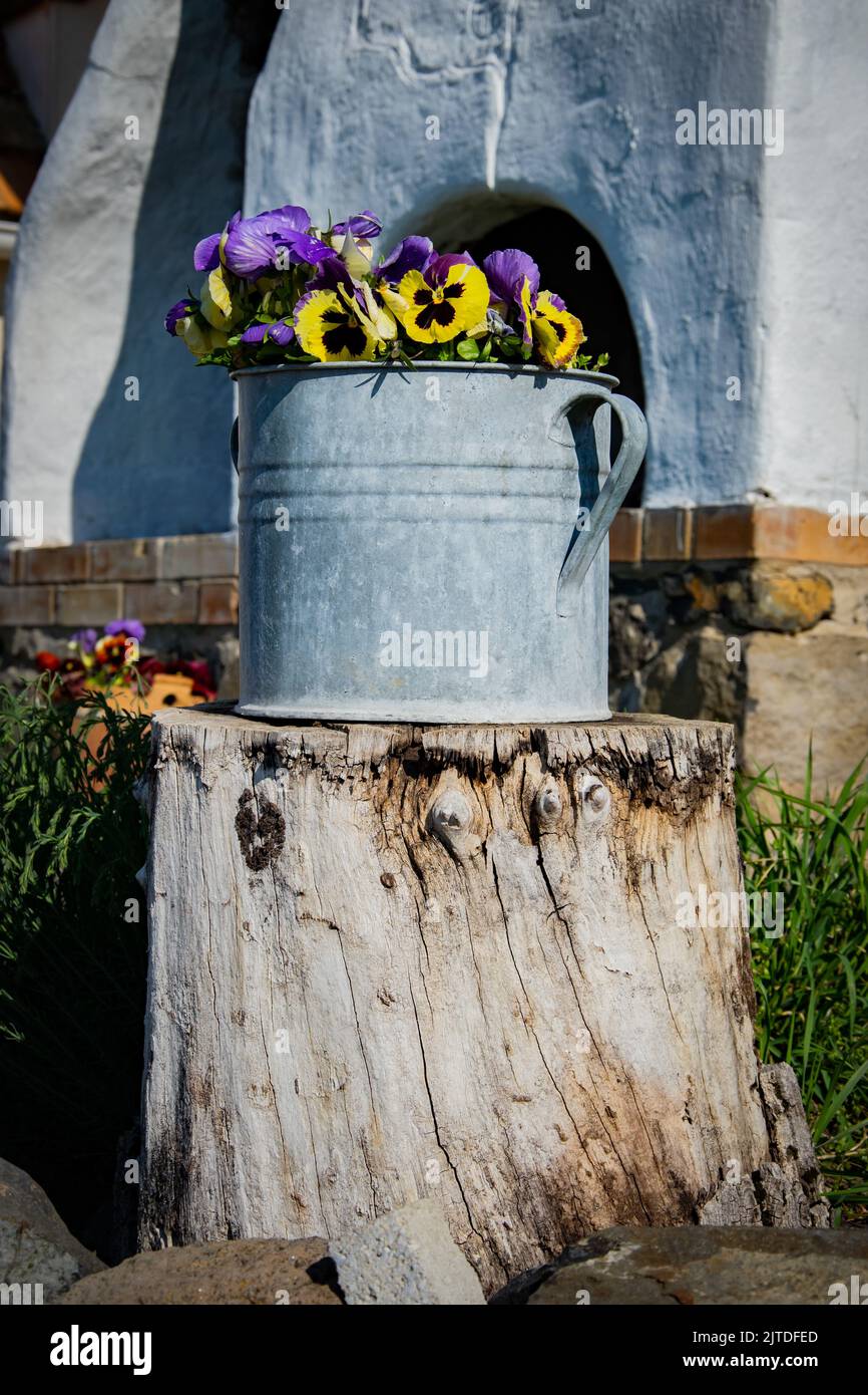 Pansy flowers growing in old tin bucket Stock Photo
