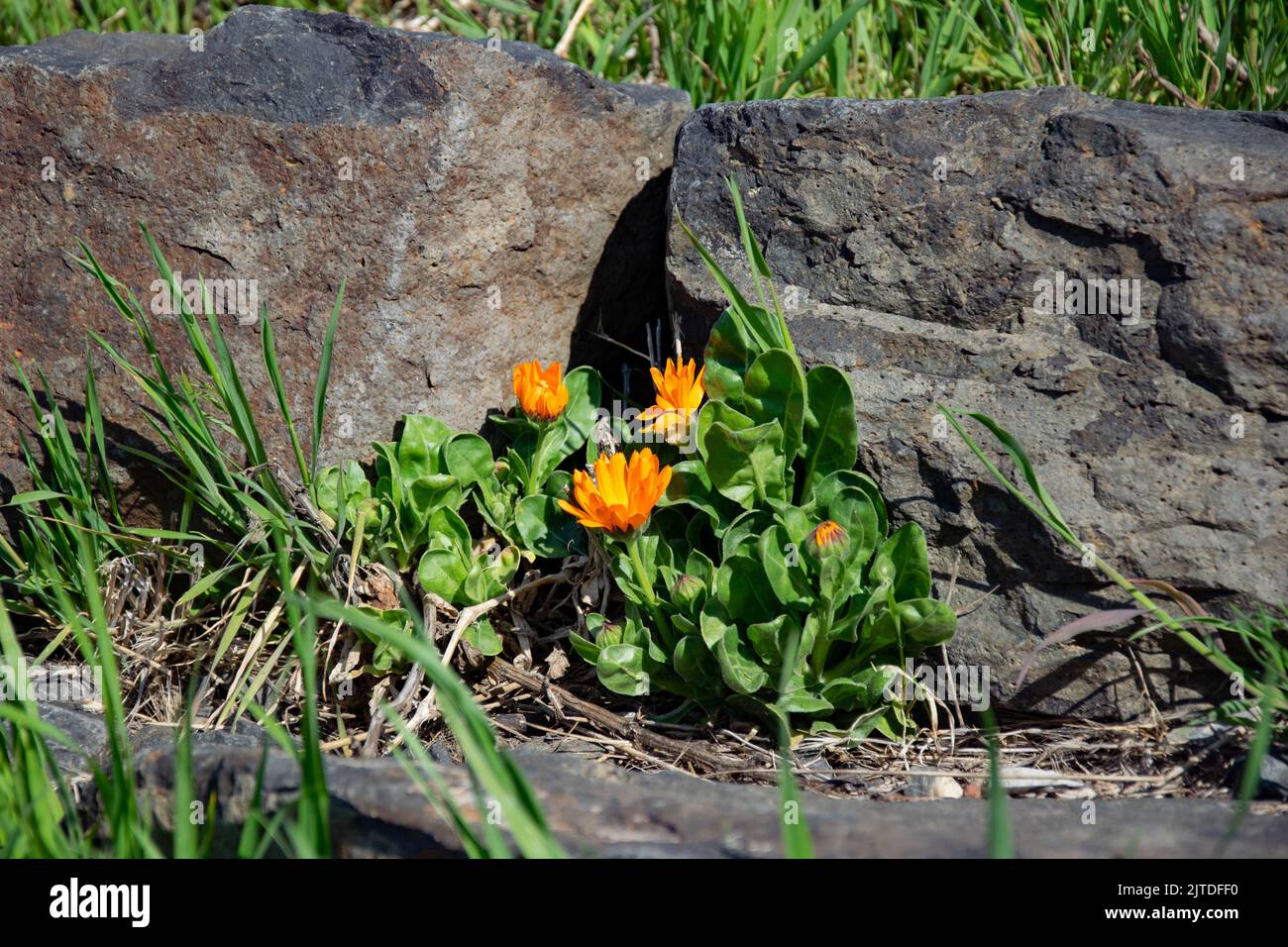 Orange flowers growing between rocks Stock Photo Alamy