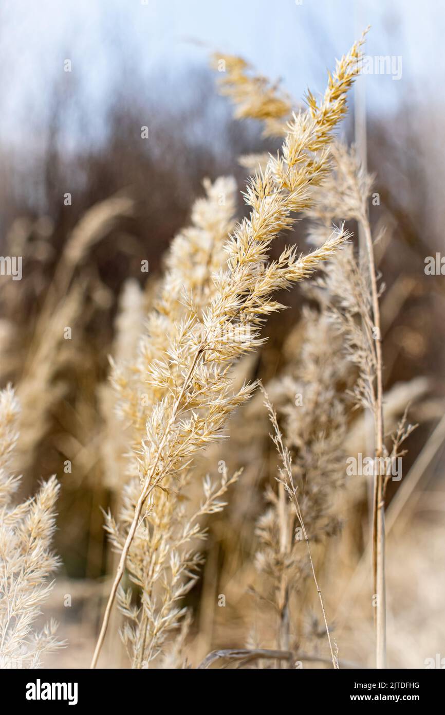 Detailed photograph of grass seed head hires stock photography and