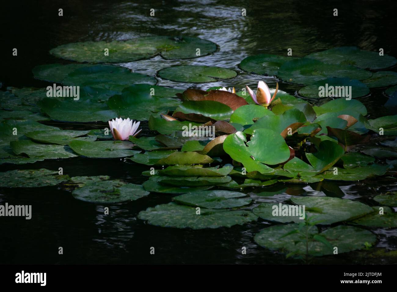 Pool with water lily flowers and leaves Stock Photo Alamy