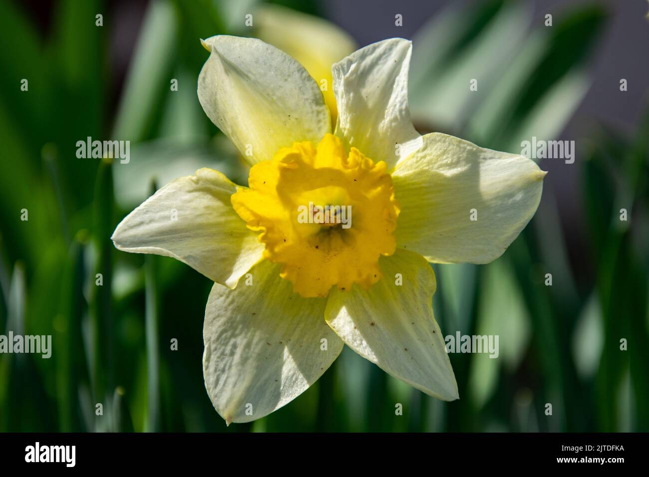 Yellow daffodil flower bloom in garden Stock Photo