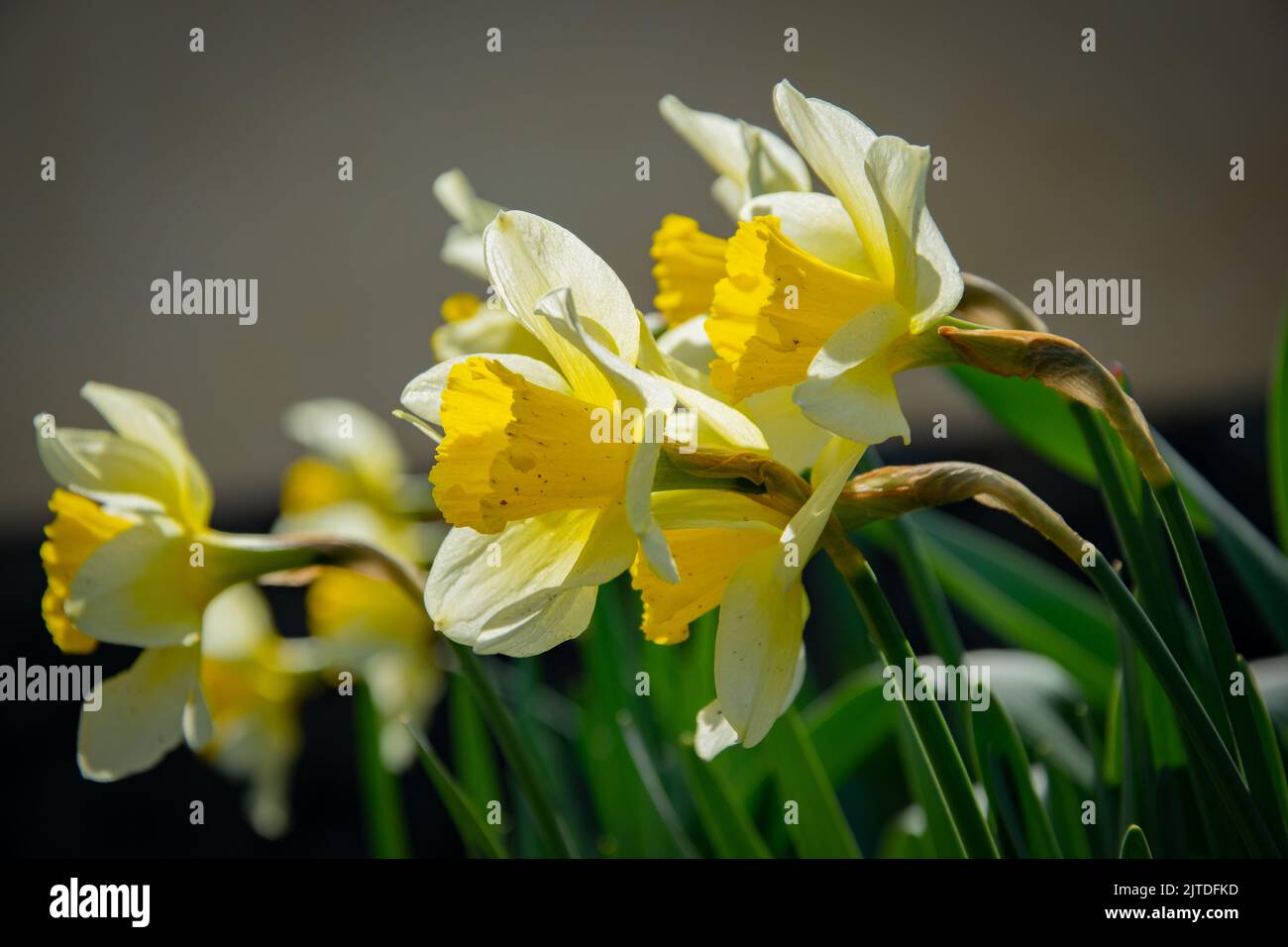 Yellow daffodil flower bloom in garden Stock Photo