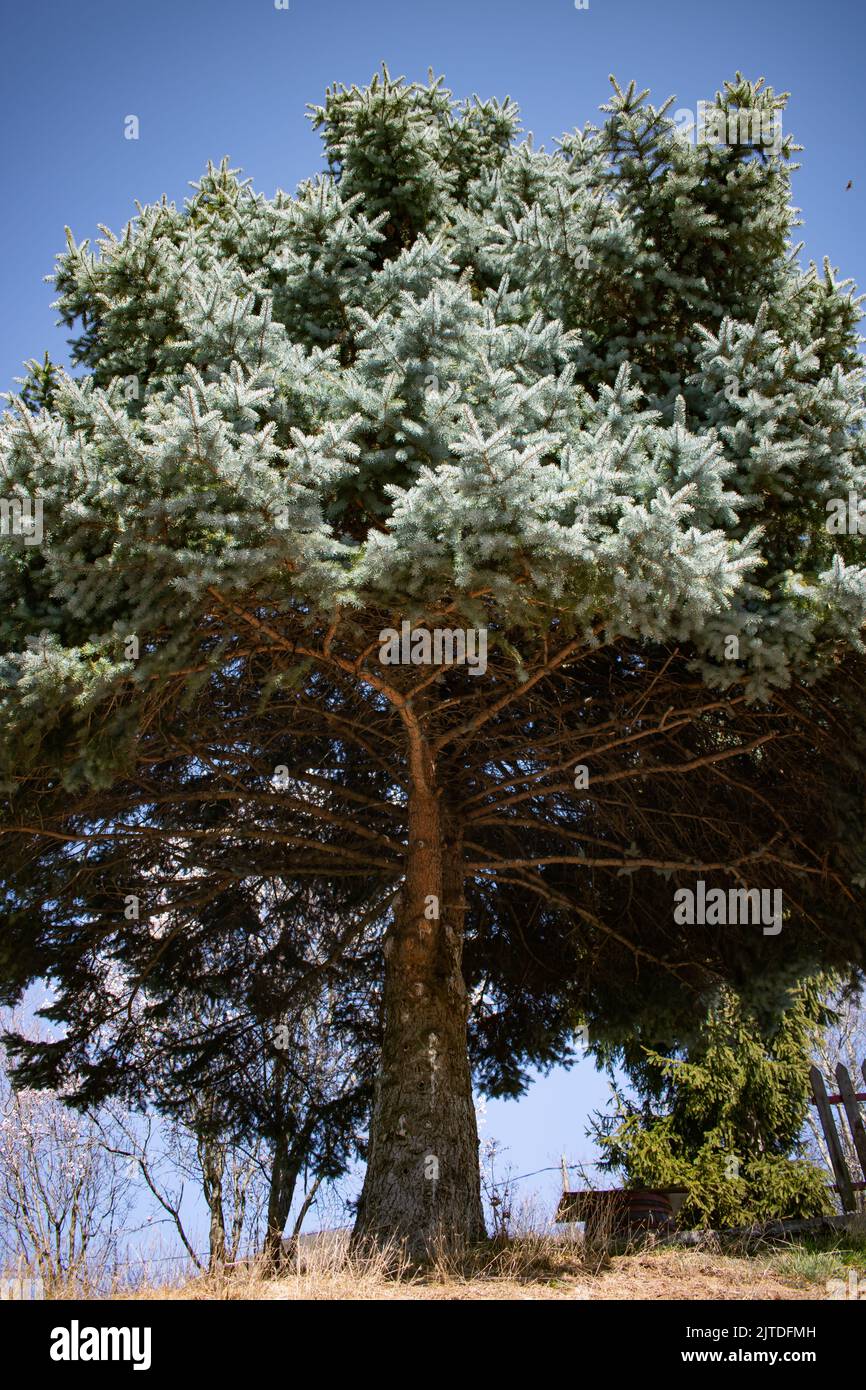 single large pine tree with shaded area Stock Photo Alamy