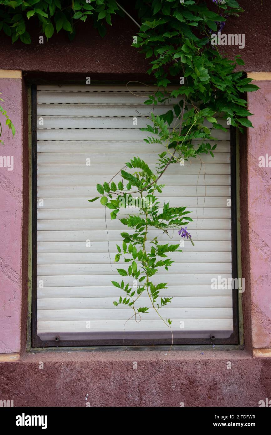 Window with roulette shutter and plant hanging down Stock Photo