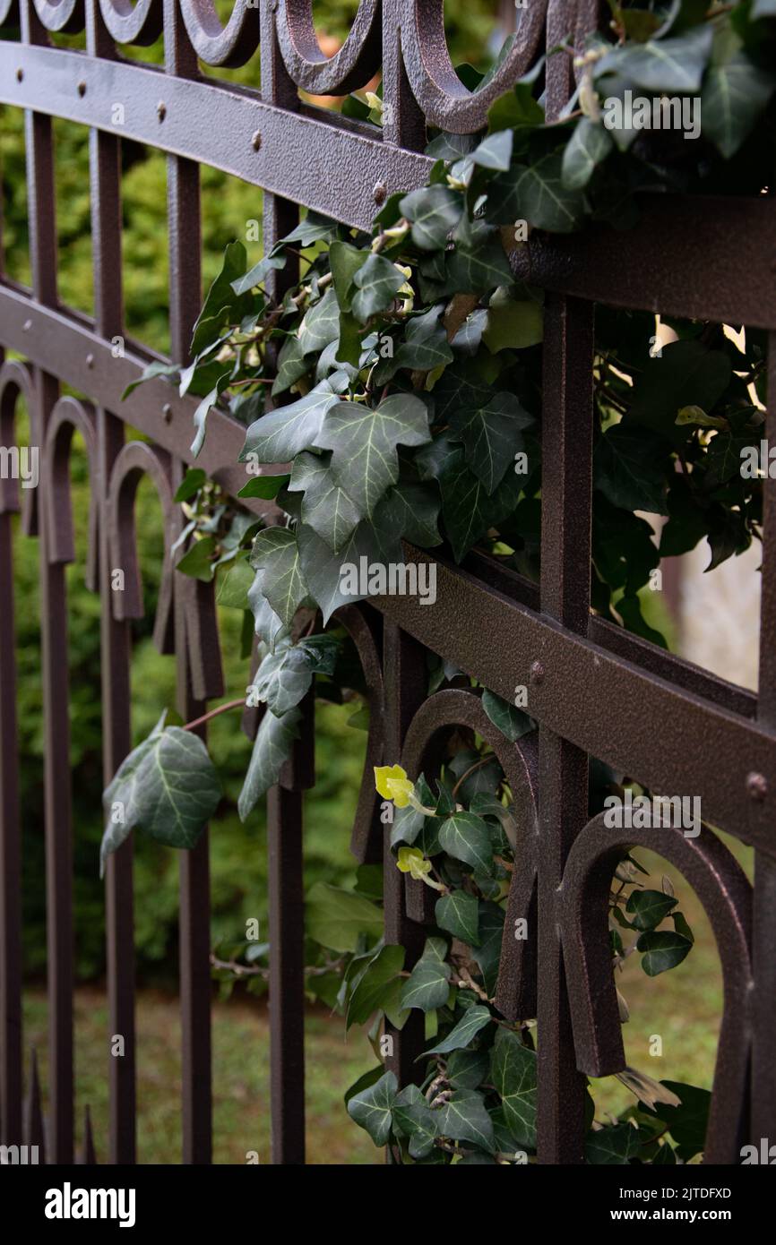 Ornate metal railings with Ivy growing Stock Photo