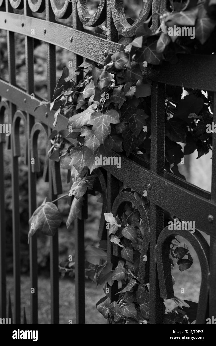 Urban iron railings in black and white Stock Photo