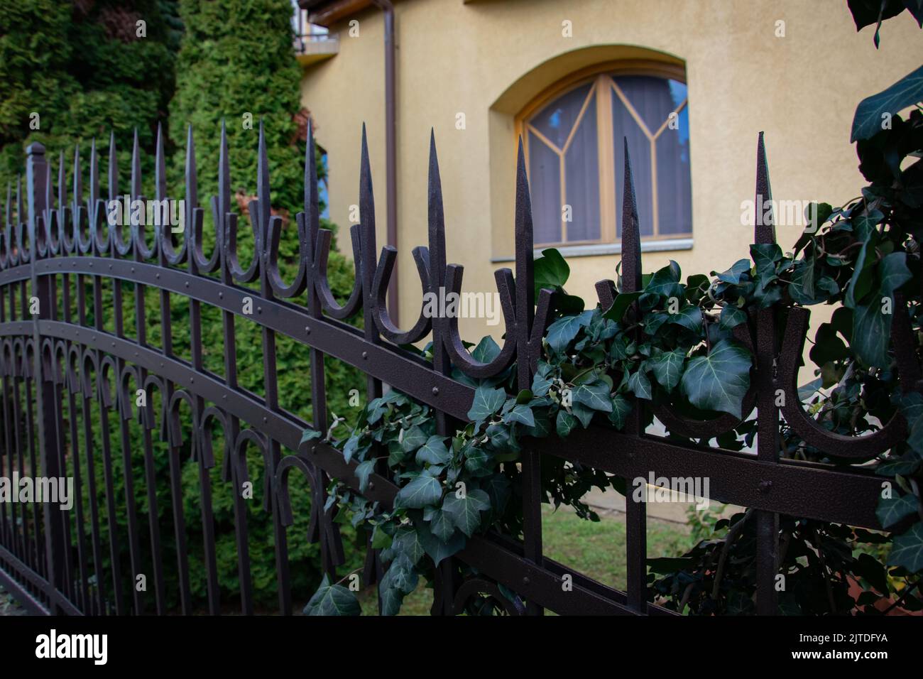Ornate metal railings with Ivy growing Stock Photo