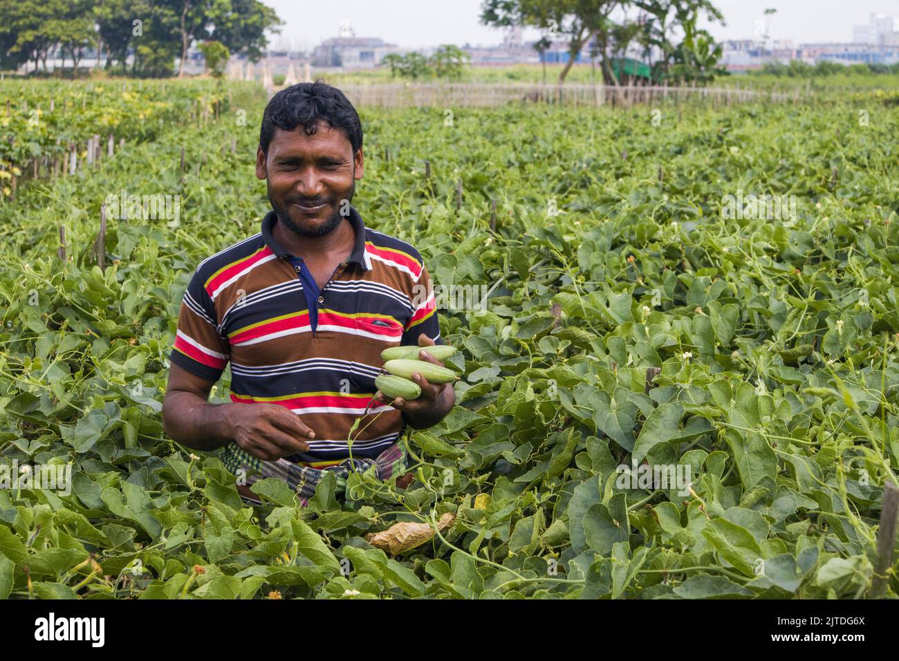 Vegetables the main cash crop for rural farmers of Bangladesh