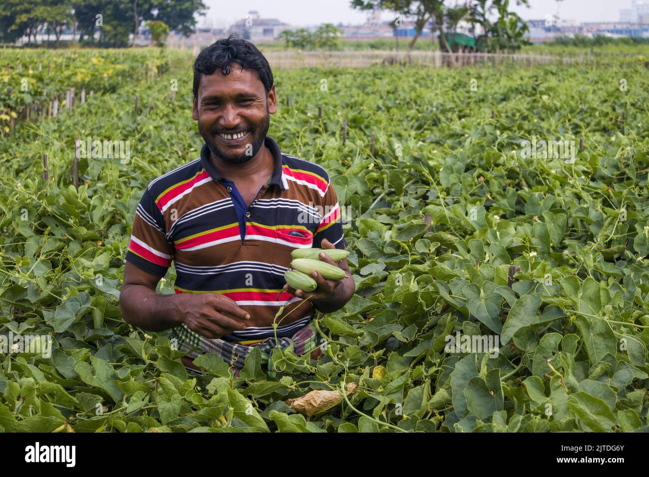 Vegetables the main cash crop for rural farmers of Bangladesh