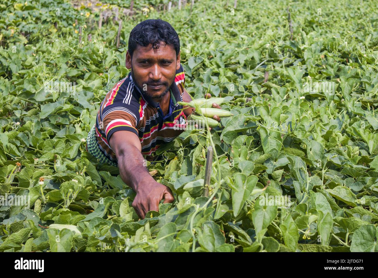 Vegetables the main cash crop for rural farmers of Bangladesh