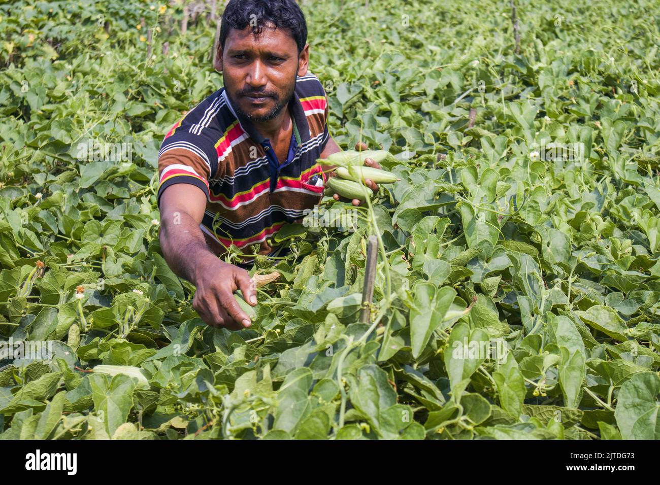 Vegetables the main cash crop for rural farmers of Bangladesh